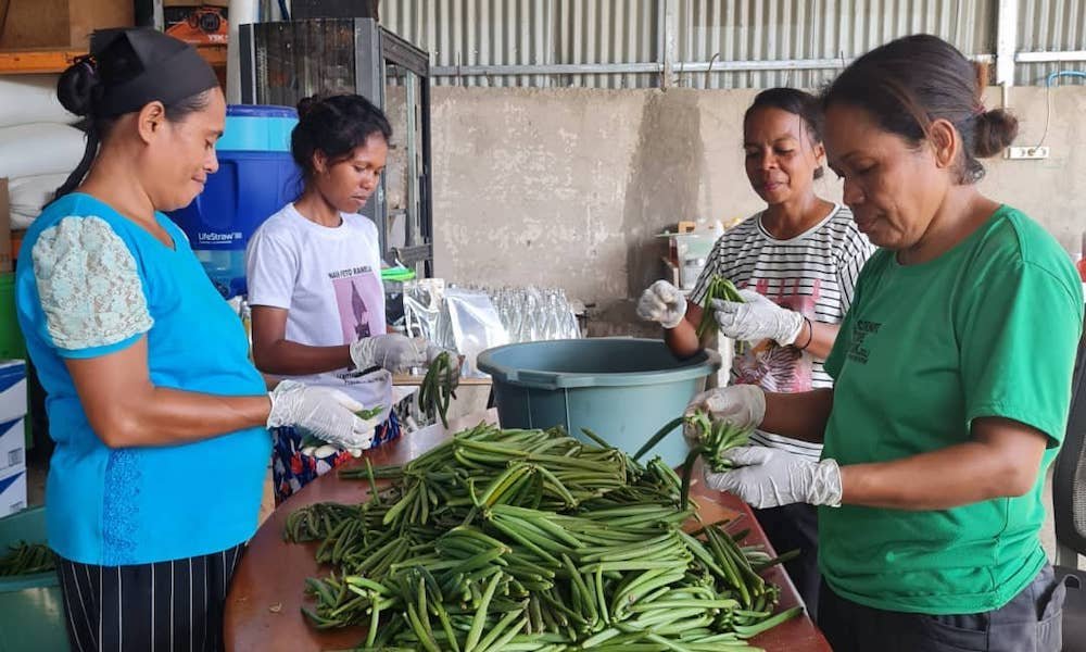 four timorese women wearing gloves standing around a table stacked high of vanilla beans which they are putting into a tub