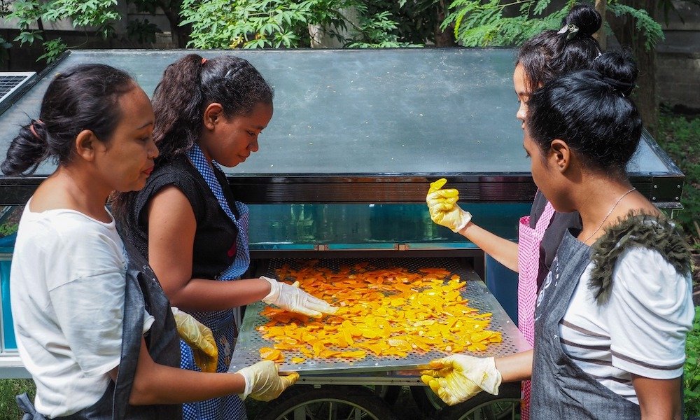 Timorese women drying turmeric in a solar dehydrator