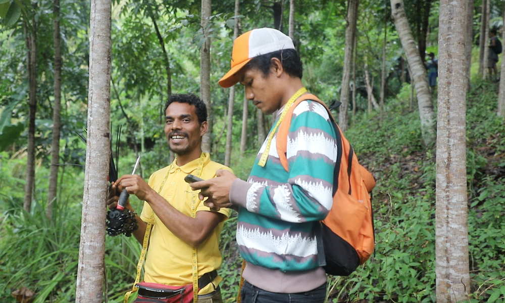 two timorese tree farmers tagging trees in a forest