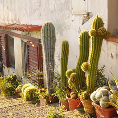 cactus garden - picture renskeversluijs
