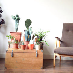 home interior cacti - picture renskeversluijs