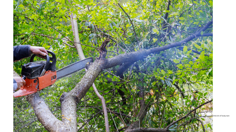 Chainsawing Dead Branches