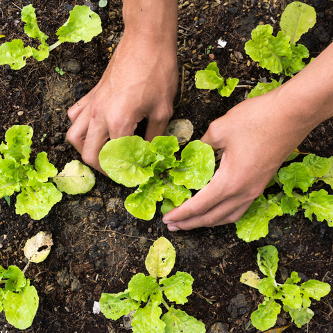 Planting Winter Vegetable