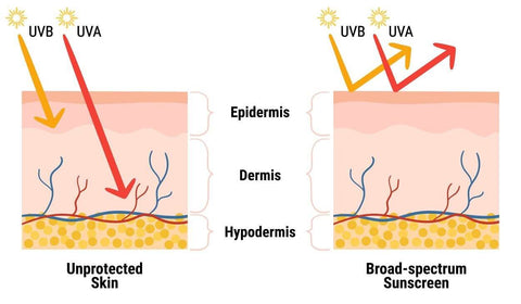 Effect of UV rays on unprotected skin after using a broad-spectrum sunscreen