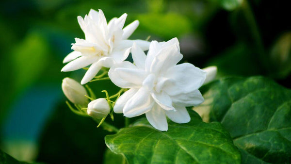 Jasmine Flowers