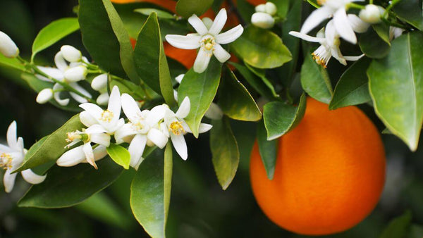 An orange tree with fruit and blossoms on it