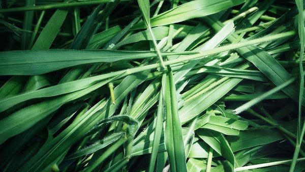 A pile of Vetiver in grass form
