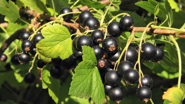 cassis aka black currant fruit