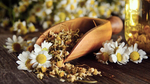 chamomile on a table