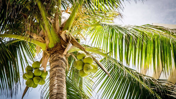 coconuts in a tree