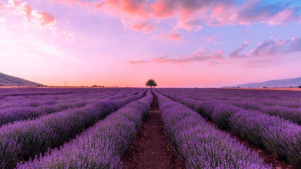 fields-of-lavender-flowers