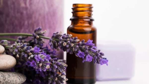 lavender essential oils with the plant beside it