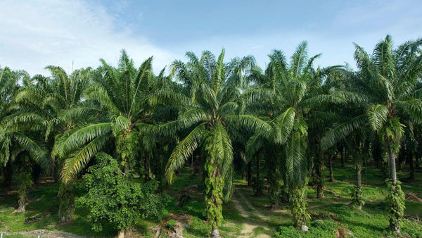 palm tree plantation