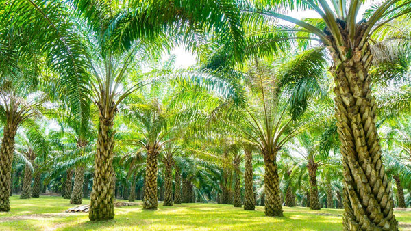 oil palm trees