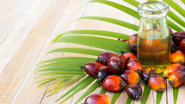 palm fruit and palm oil