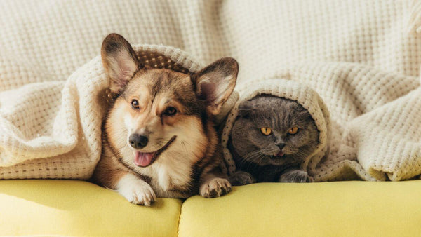 a cat and a dog together under a blanket