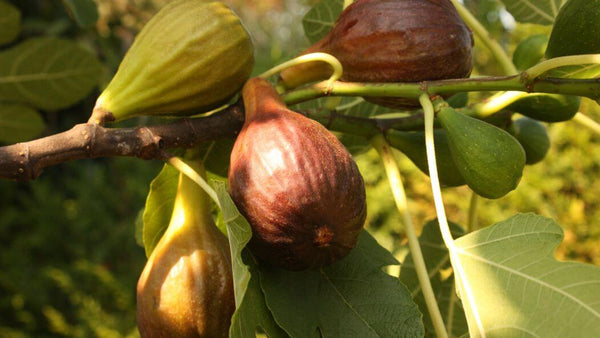 ripe figs on the tree