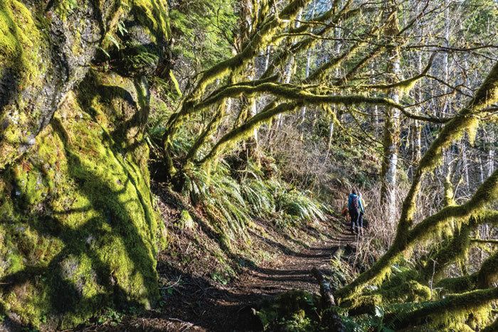 Saddle Mountain Trail