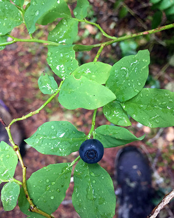 Roaring River Wilderness: Dry Ridge Trail #518