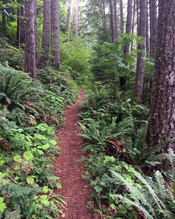 Roaring River Wilderness: Dry Ridge Trail #518