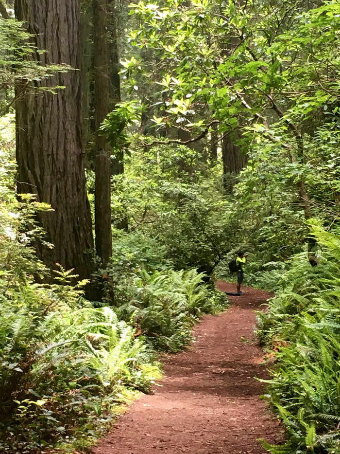 redwoods