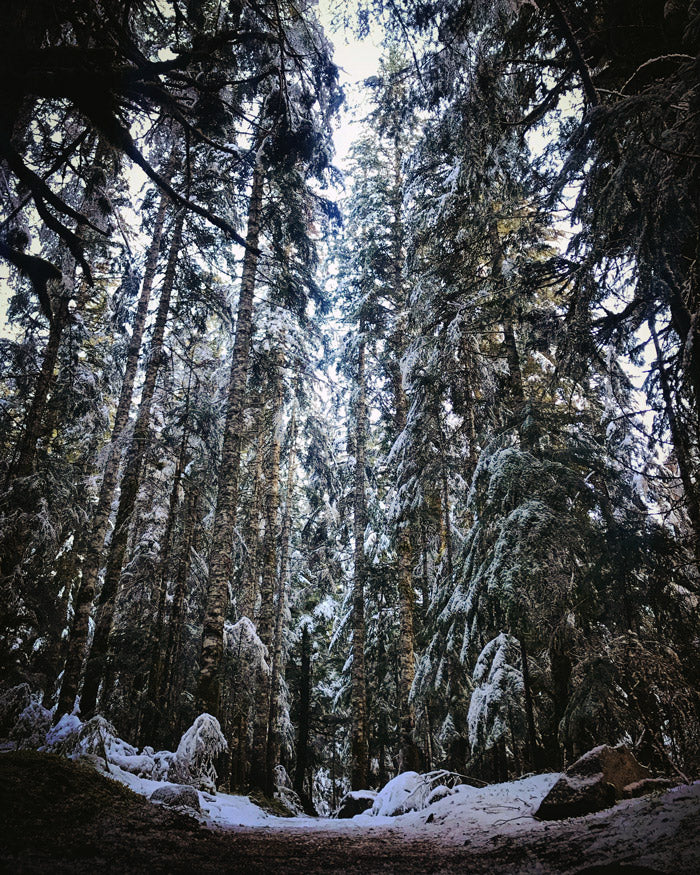 Mt Rainier National Park