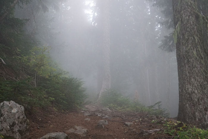 Mt. Rainier National Park