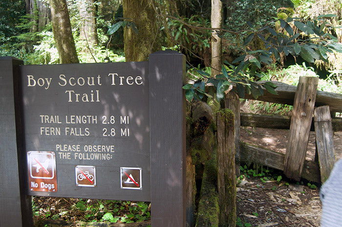 Redwoods Trip Report
