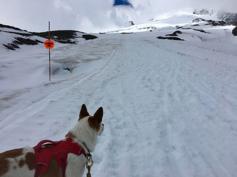 Mt. Hood Hike