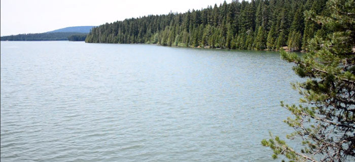 Timothy Lake Trail