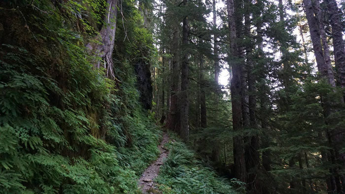 Hoh Rainforest