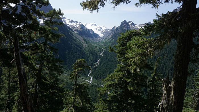 Hoh Rainforest