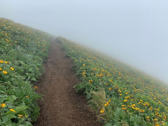 Dog Mountain Hike