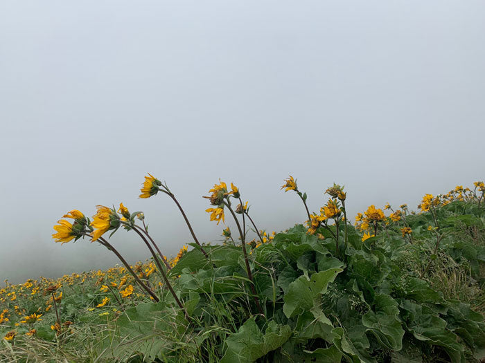 Dog Mountain Hike