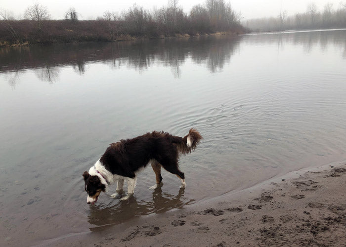 Sandy River Delta