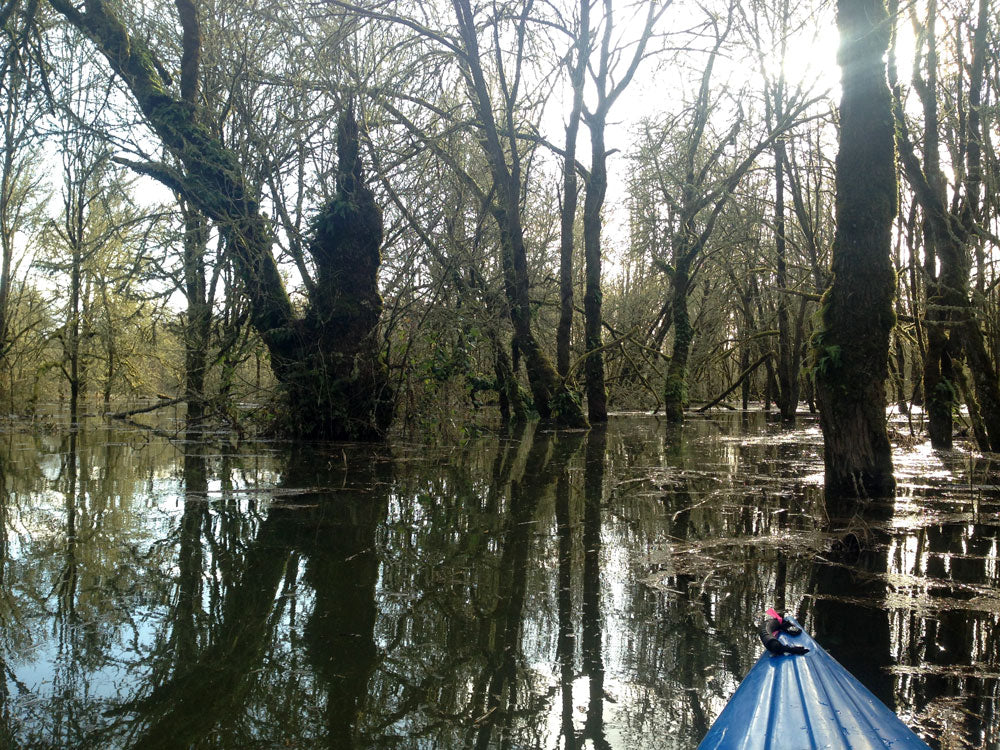 Scappoose Bay flooded forest