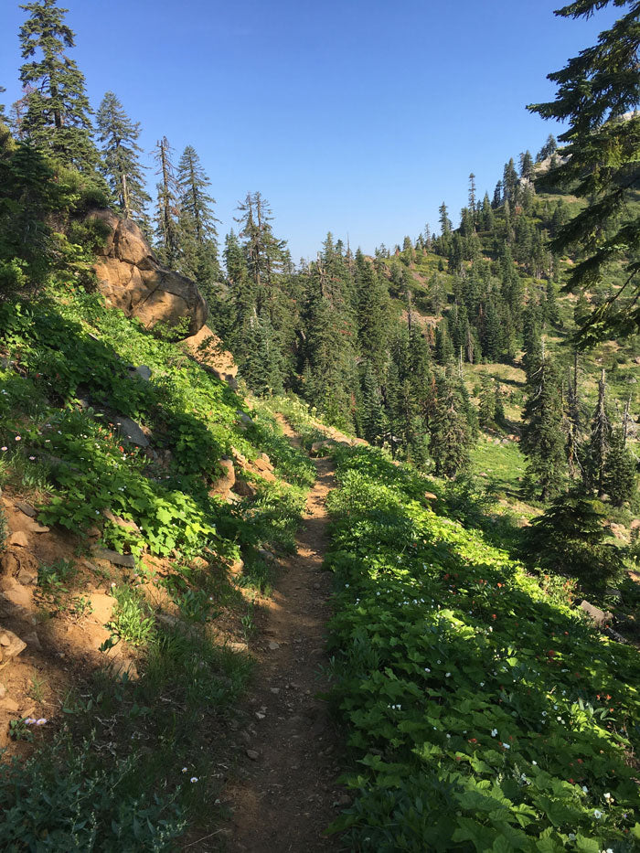 Oregon PCT