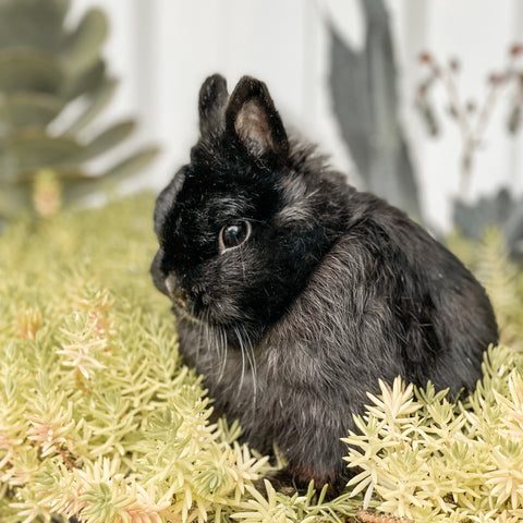Black netherland dwarf rabbit