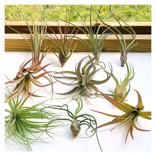 Tillandsia MIX