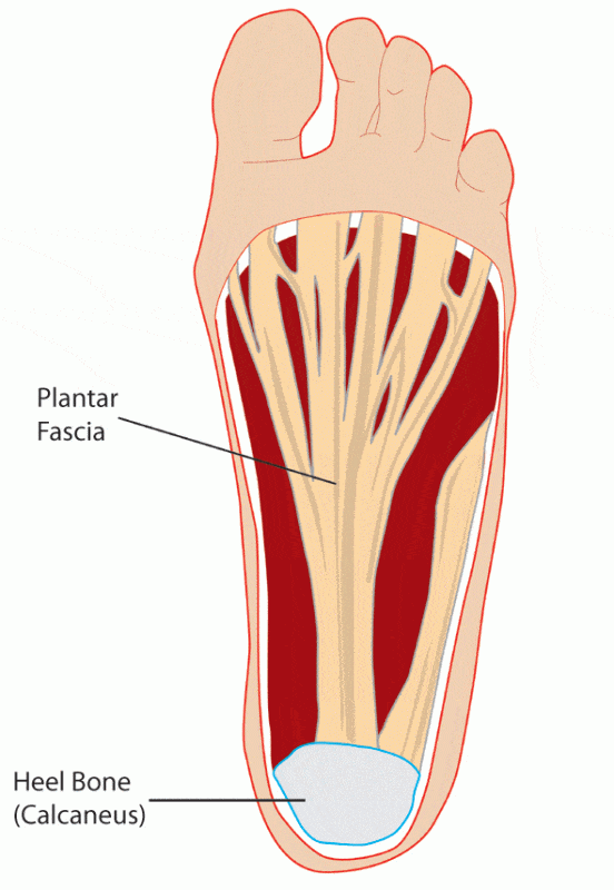 Plantar Fascia Anatomy – Docpods