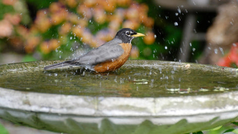 Robin enjoys a birdbath