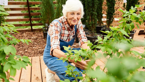 Senior gardener caring for plants