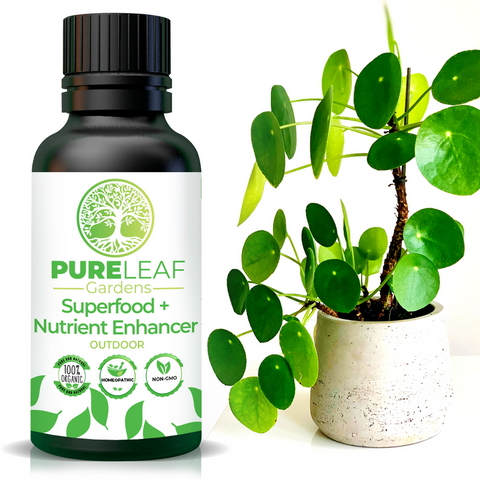Superfood and nutrient enhancer for outdoor plants