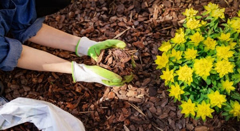 Person holding soil