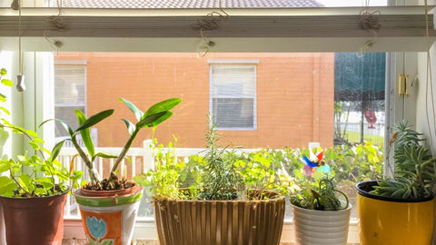 Potted plants on windowsill.