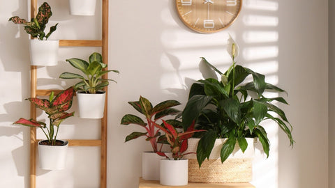 Houseplants on decorative ladder and on table.