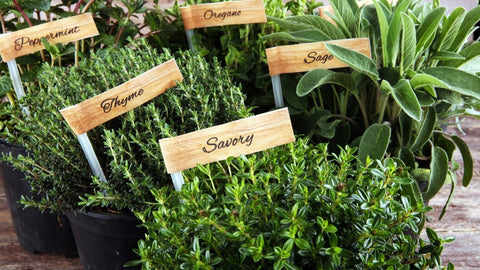 Herb Garden with labels.