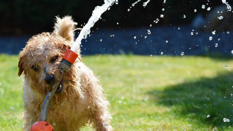 Puppy playing with garden hose