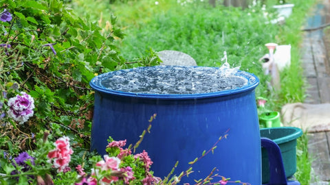 Blue barrel in garden collecting rainwater.