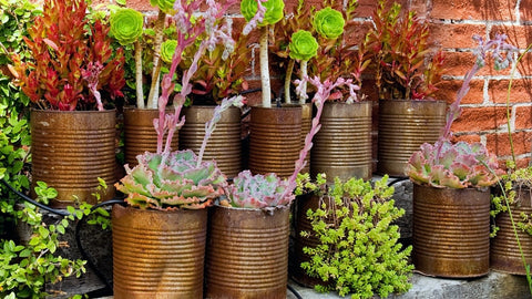 Collection of plants in rusty metal cans